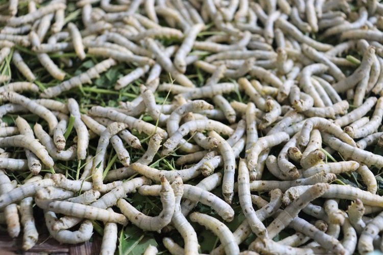 Cổ Chất11
